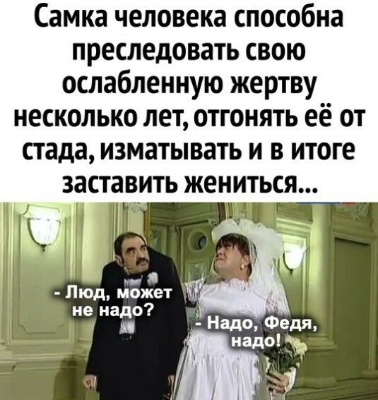Самка человека способна преследовать свою ослабленную жертву несколько лет отгонять её от стада изматывать и в итоге заставить жениться я Люд может не надо