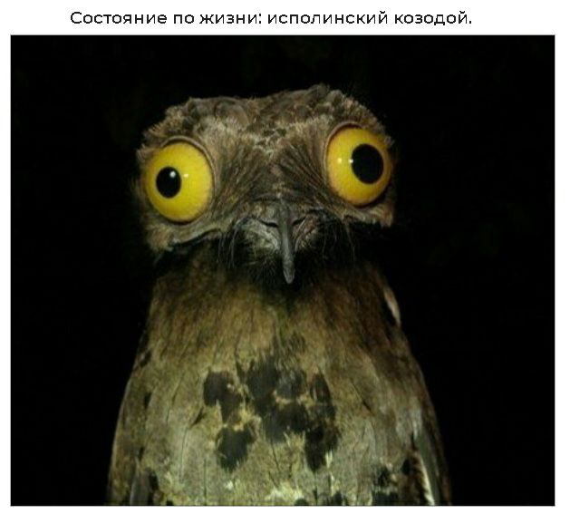 Состояние по жизни исполинский козодои