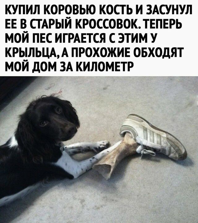КУПИЛ КОР9ВЬЮ КОСТ Ь И ЗАСУНУЛ ЕЕ В СТАРЫИ КРОССОВОКТЕПЕРЬ МОЙ ПЕС ИГРАЕТСЯ С ЭТИМ У КРЬ1ЛЬЦАА ПРОХОЖИЕ ОБХОДЯТ МОИ дОМ ЗА КИЛОМЕТР