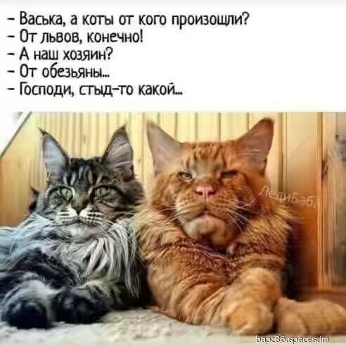 Васька а коты аг кот произошли От львов конечно А наш хозяин От обними 1Ъсподи СМП То какой