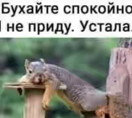 Бухайте спокойн не приду Устала и