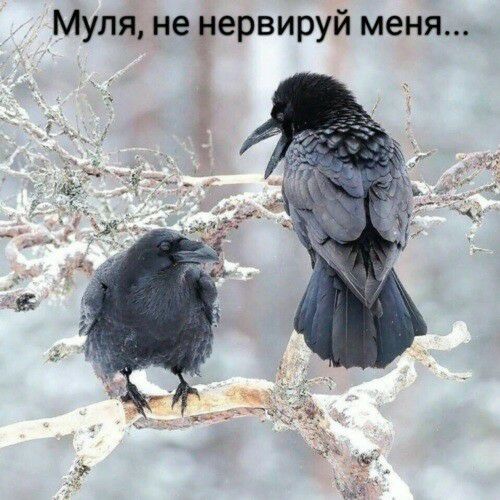 Муля не ервируй меня