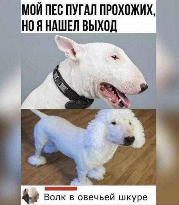 МПЙ ПЕС ПУГАЛ ПРОХПЖИХ но Я НАШЕЛ ВЫХПЛ Волк в овечьей шкуре