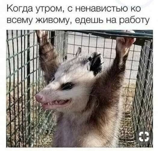 Когда утром с ненавистью ко всему живому едешь на работу