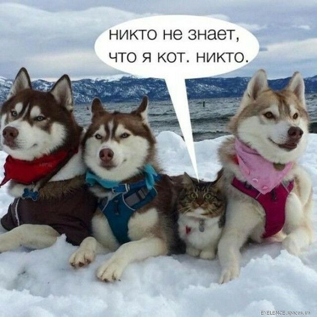 НИКТО не знает ЧТО Я КОТ НИКТО