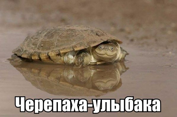 хдд ид