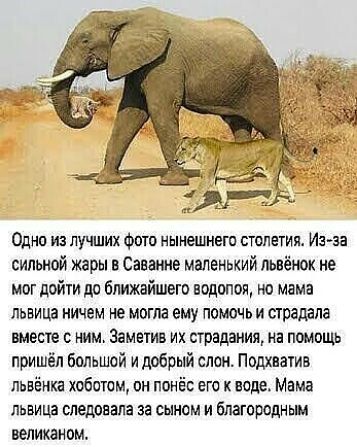 Одни из лучших Фиш нынешнего столетия Ина сильной жары в Сашка маленький львёнок не мог дойти до бпижнйшего водопой но мама львица ничем не могла ему помочь и предала шесте ним Заметив их прадания на помощь пришёл большой и добрый слон Подхаатин пьвёнка хоботом он понёс его к воде Мама львица внедрила за сыном и благородном аеликаном