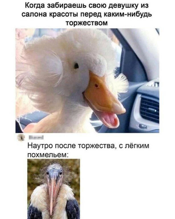Когда забираешь свою девушку из салона красоты перед каким нибудь торжеством Р _ь_л Наутро после торжества с лёгким похмельем