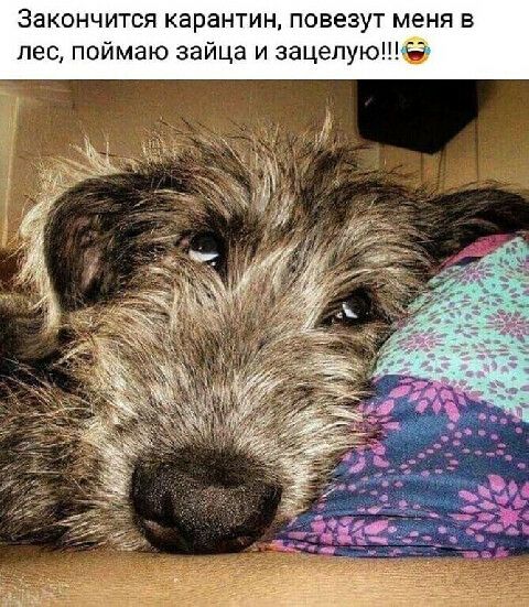 ЗЗКОНЧИТСЯ карантин повезут меня В пес поймаю зайца и зацепуюё