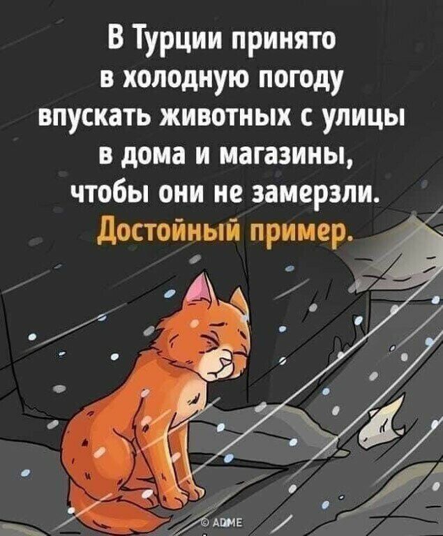 В Турции принято в холодную погоду впускать животных с улицы в дома и магазины чтобы они не замерзли достойный пример