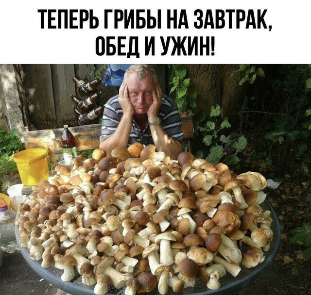 ТЕПЕРЬ ГРИБЫ НА ЗАВТРАК БЁД УЖИН