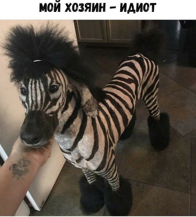 мои хозяин идиот