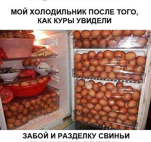 МОЙ ХОЛОДИЛЬНИК ПОСЛЕ ТОГО КАК КУРЫ УВИДЕЛИ