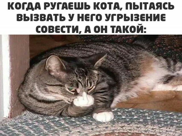 когдА ругдешь котд пытАясь вызвдть У него угрызения совести А он тдкой
