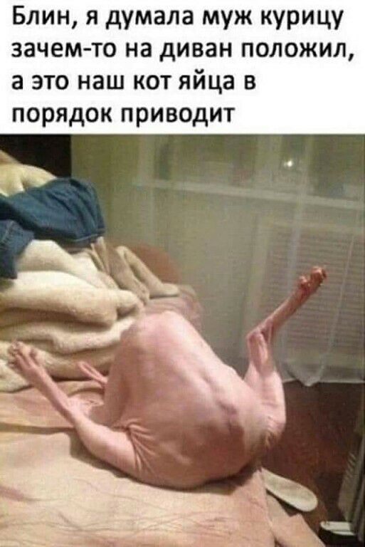 Блин я думала муж курицу зачем то на диван положил в это наш кот яйца в порядок приводит