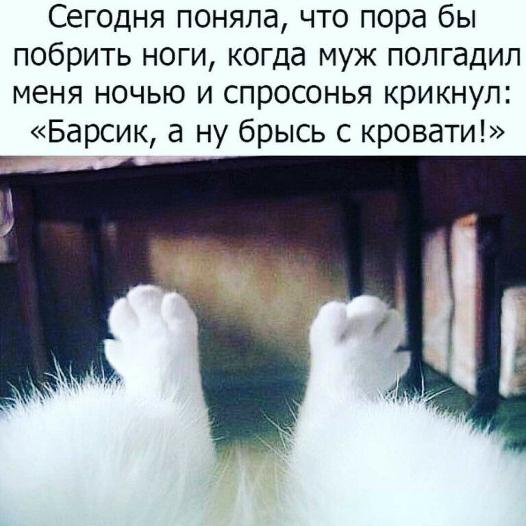 Сегодня поняла что пора бы побрить ноги когда муж полгадил меня ночью и спросонья крикнул Барсик а ну брысь с кровати