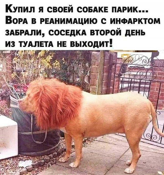 Купил я свонй СОБАКЕ пдрик Бои в ринишщию с ИНФАРКТОМ впиши СОСЕДКА второй день из пишет не выходит