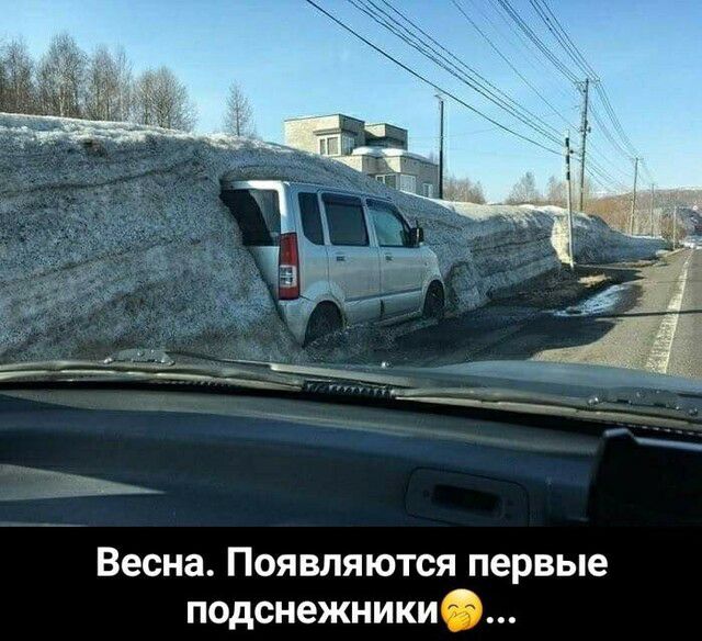Весна Появляются первые подснежники