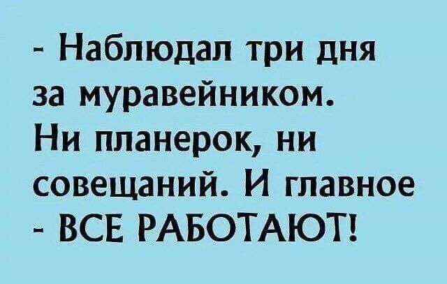 Наблюдал три дня за муравейником Ни планерок ни совещаний И главное ВСЕ РАБОТАЮТ