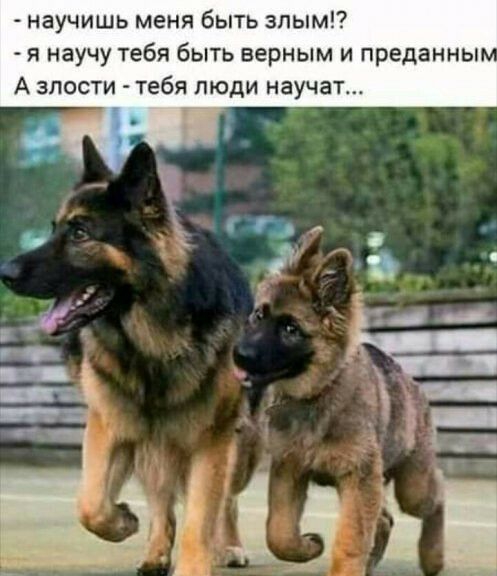 научишь меня быть зпым я научу тебя быть верным и преданны А злости тебя люди научат