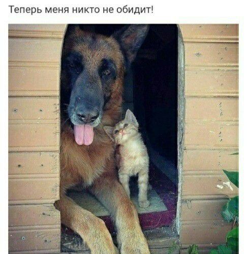 Теперь меня никто не обидит