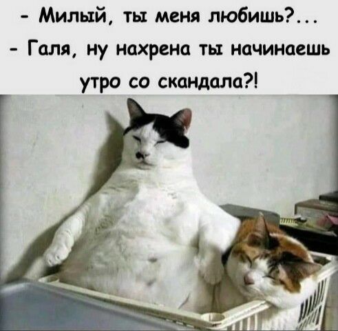 Милый ты меня любишь Галя ну нахрена ть начинаешь утро со скандала