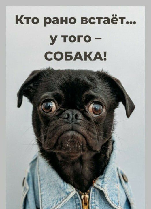 Кто рано встаёт у того СОБАКА