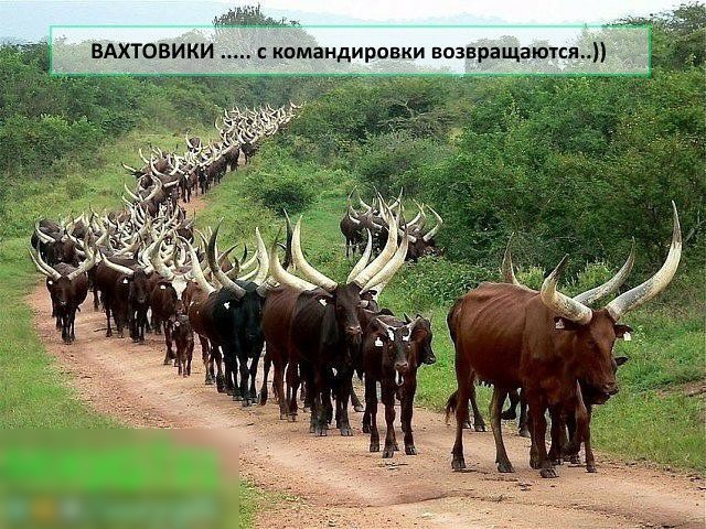 командировки возвращаюгся