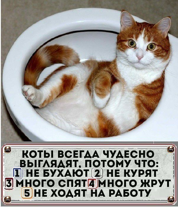 18 КОТЫ ВСЕГАА ЧУАЕСНО 5 ВЫГАЯАЯТ ПОТОМУ ЧТО Щ НЕ БУХАЮТПДЁ НЕ КУРЯТ МНОГО ОПЯТШМНОГО ЖРУТ 15 НЕ ХОАЯТ НА РАБОТУ