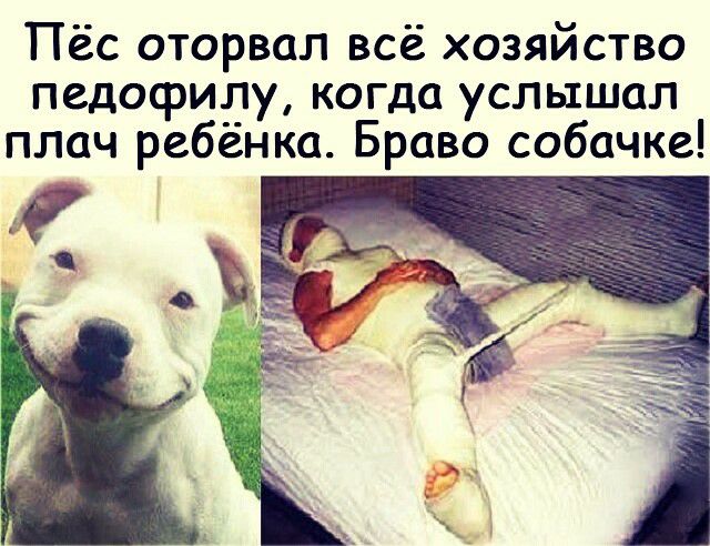 Пёс оторвал всё хозяйство педофилу когда услышал плач ребенка Браво собачке