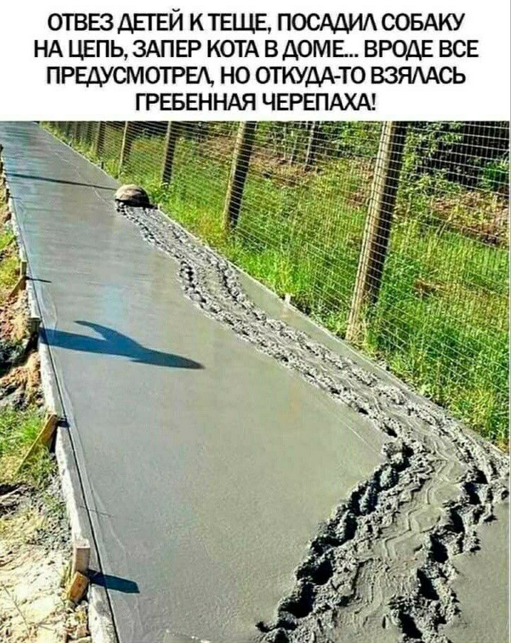 ОТВЕЗ ДЕТЕЙ И ТЕЩЕ ПОСАДИА СОБАКУ НА ЦЕПЬ ЗАПЕР КОТА В ДОМЕ ВРОДЕ ВСЕ ПРЕДУСМОТРЕА НО ОТКУДА ТО ВЗЯААСЬ ГРЕБЕННАЯ ЧЕРЕПАХА