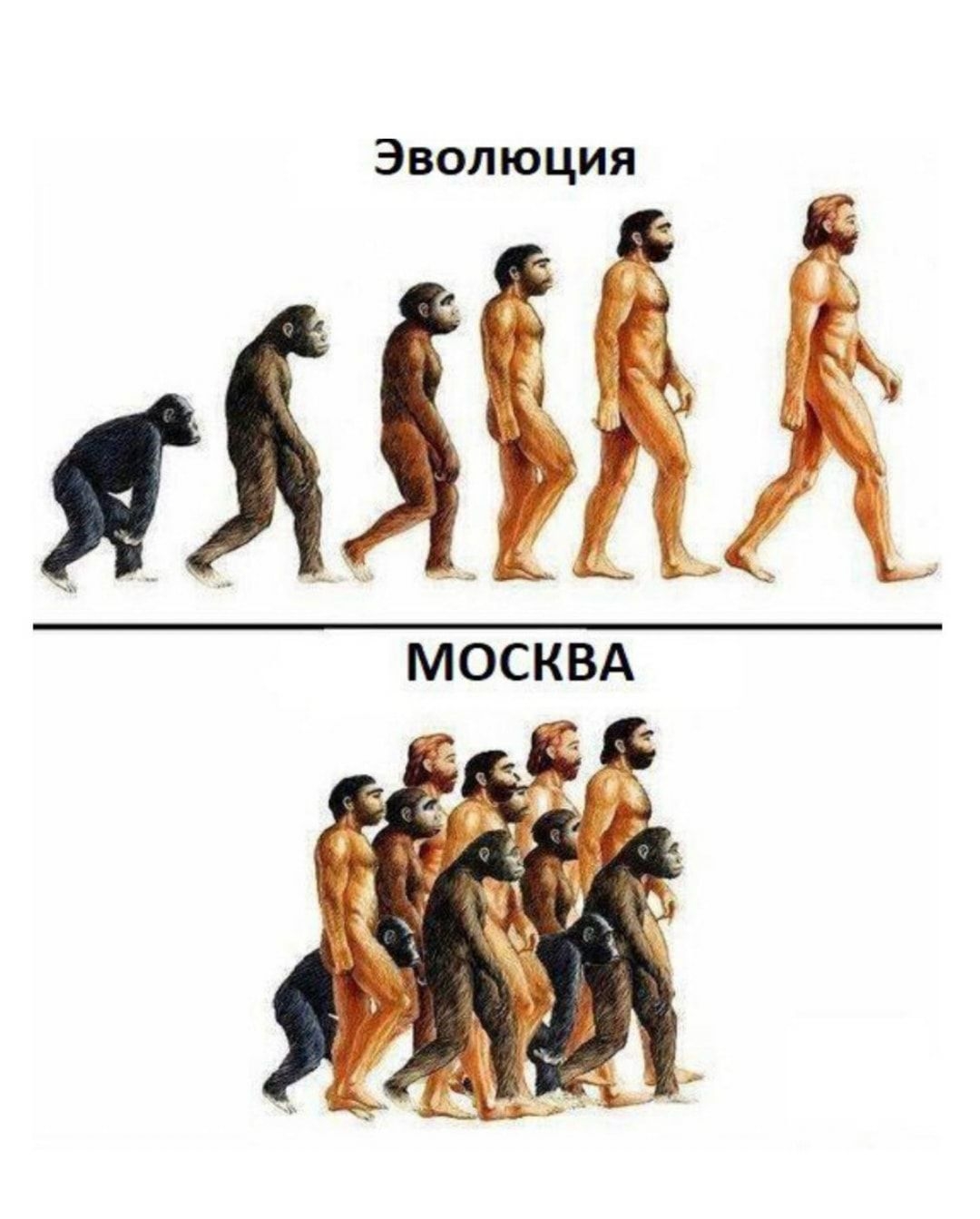 Эволюция _ ям МОСКВА