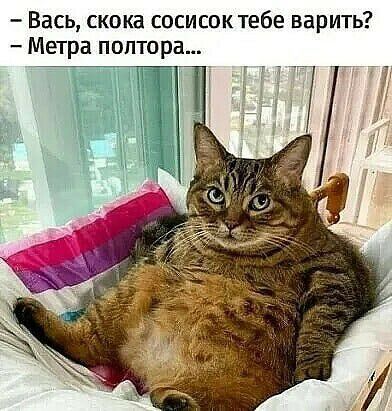 Вась скока сосисоктебе варить Метра полтора