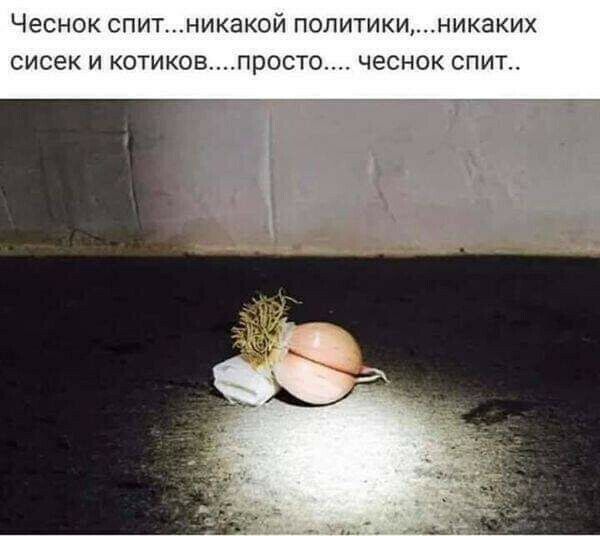 ЧЕСНОК СПИТНИКЭКОЙ ПОЛИТИКИНИКЭКИХ СИСЭК И КОТИКОВПРОСТО чеснок СПИТ