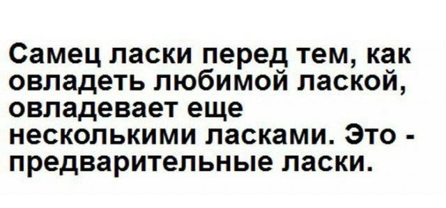 Самец ласки перед тем как овладеть любимой лаской овладевает еще несколькими ласками Это предварительные ласки