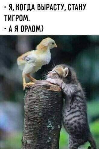 Я НПГДА БЫРАВТУ СТАНУ ТИГРОМ А Я ПРАОМ