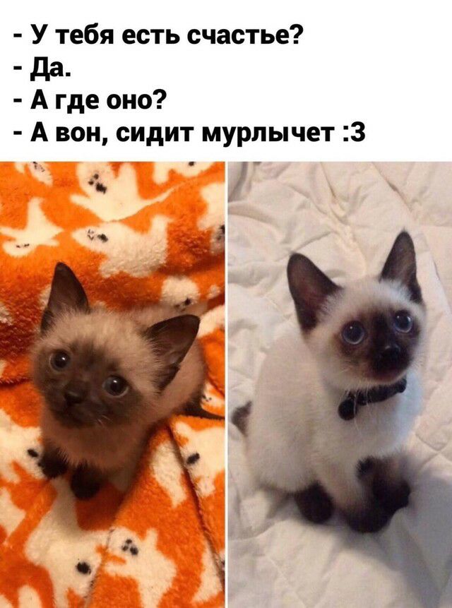 У тебя есть счастье да_ А где оно А вон сидит мурлычет 3