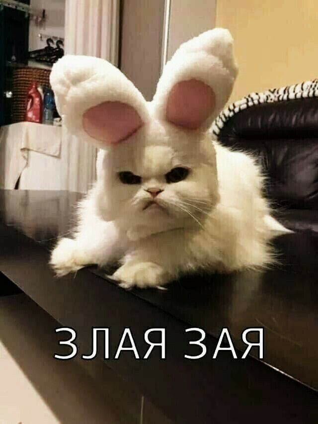 ЗЛАЯ ЗАЯ