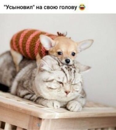 Усыиовил на свою юпову 0