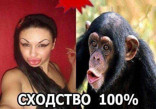 4 схгодртв 100