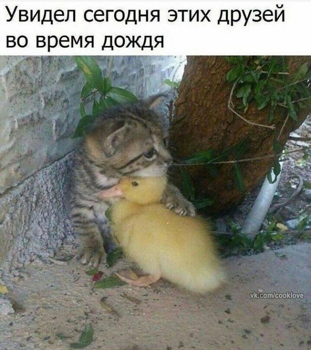 Увидел сегодня этих друзей во время дождя г д міста мнет