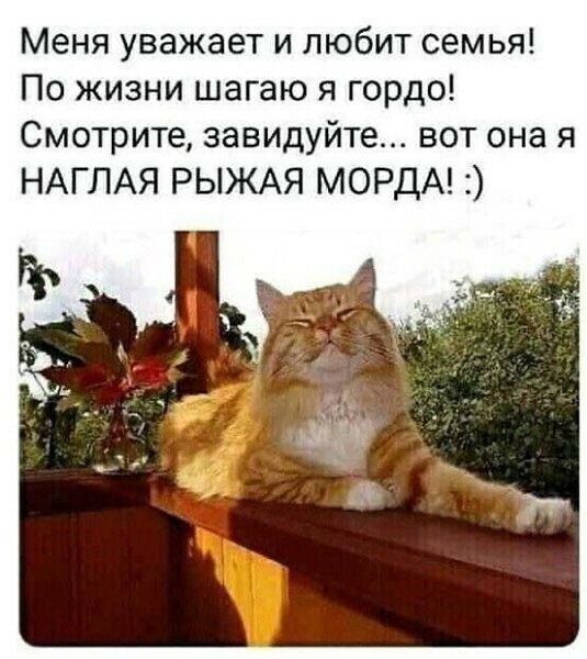 Меня уважает и любит семья По жизни шагаю я гордо Смотрите завидуйте вот она я НАГЛАЯ РЫЖАЯ МОРДА