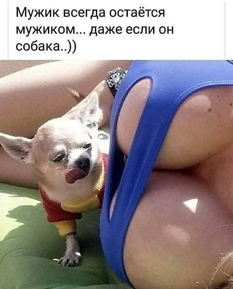 Мужик всегда остаётся мужиком даже если он собака