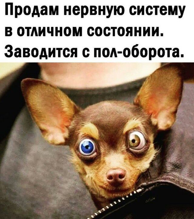 Продам нервную систему в отдичном состоянии Заводится с под оборота чё
