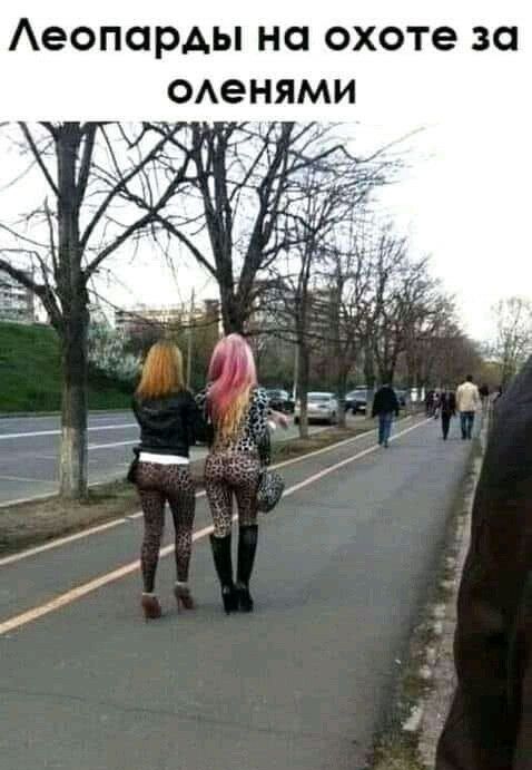 Аеопарды на охоте за ОАеНЯМИ
