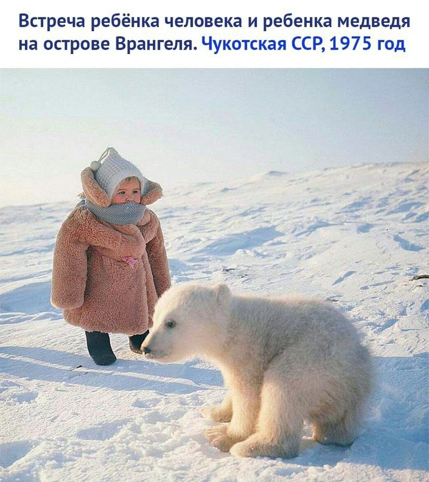 Встреча ребёнка человека и ребенка медведя на острове Врангеля Чусютскал ССР 1975 5