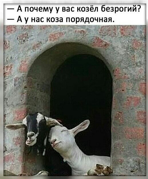 А почему у вас козёл безрогий А у нас коза порядочная