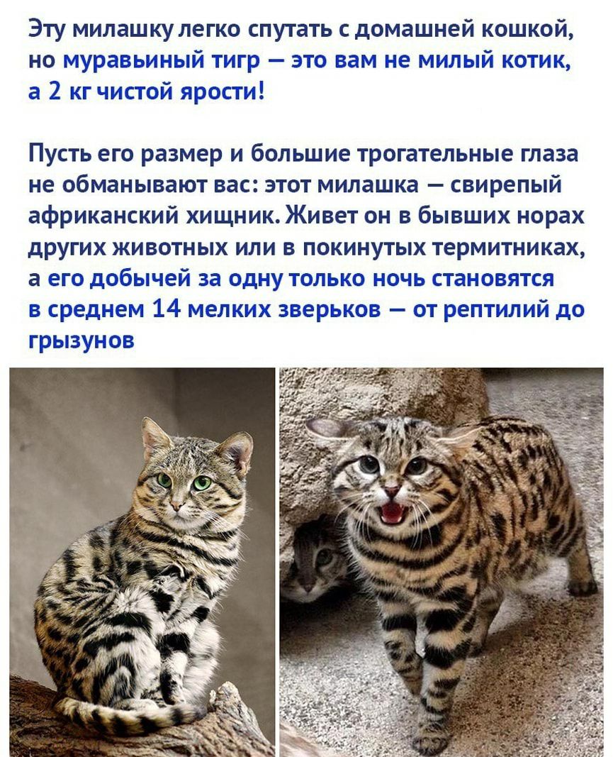 Эту милашку легко спутать с домашней кошкой но муравьиный тигр это вам не милый котик а 2 кгчистой ярости ПУСТЬ его размер И большие трогательные глаза не обманывают вас ЭТОТ МИЛЗШКЗ СВИРЕПЫЙ африканский хищник Живет он в бывших норах других животных или в покинутых термитниках а его добычей за одну только ночь становятся в среднем 14 мелких зверьков от рептилий до грызунов