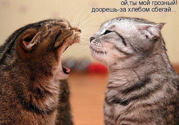 ойты мой грозный доорешь за хлебом сбегай