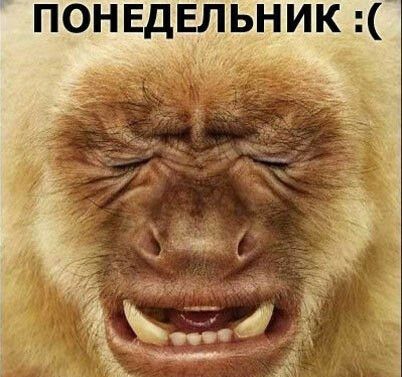 ЕДЕЛЬНИК